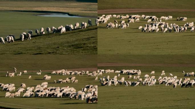 草原羊群吃草长焦特写