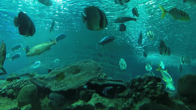 直拍水族馆中的鱼群