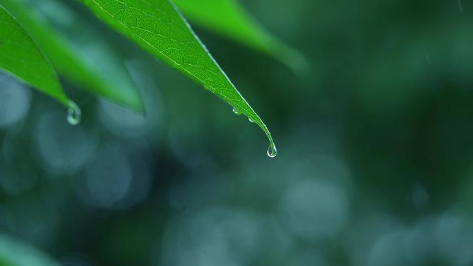 清新雨季下雨绿叶水滴树林森林B