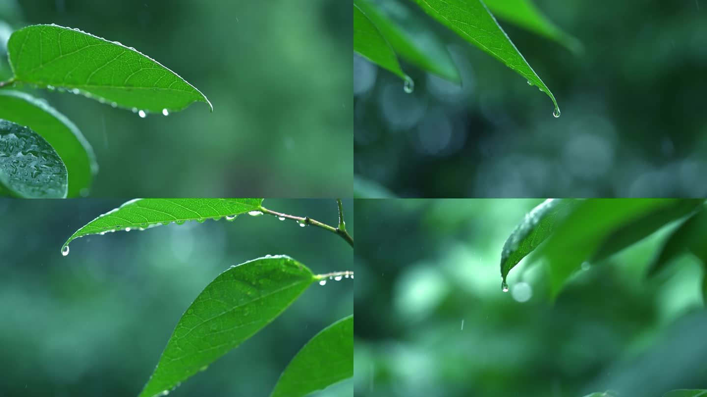 清新雨季下雨绿叶水滴树林森林B