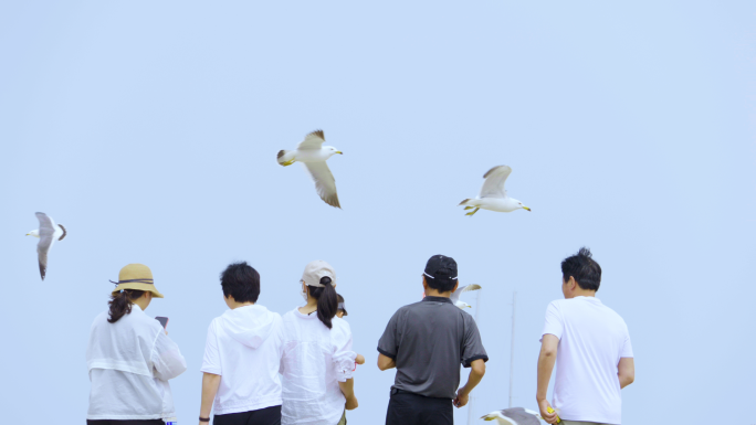 海鸥 海鸥飞翔 海鸥飞 海鸥翱翔 海鸟