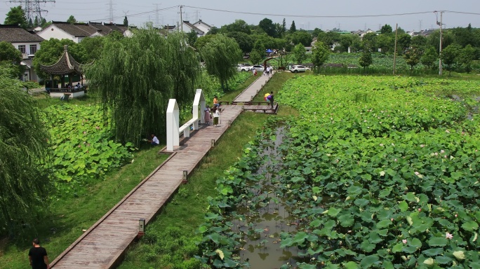 冯梦龙村荷塘荷花