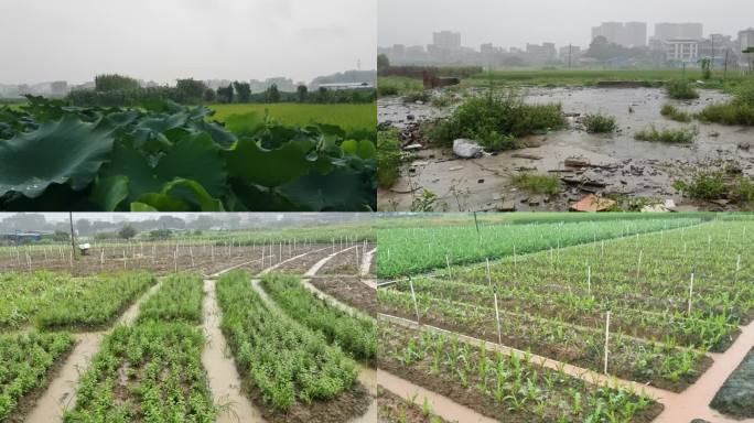 田园雨景农田蔬菜菜园雨景农村阴天气梅雨天