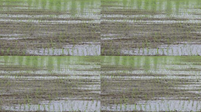 刚刚插秧的稻田