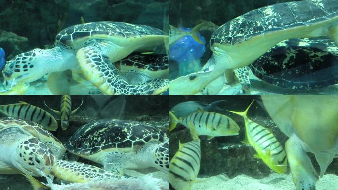 海龟和鲨鱼在海底觅食 撕咬