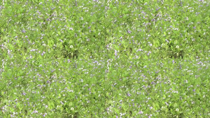 紫金草二月兰蜜蜂在花丛中飞舞