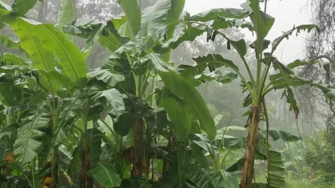 乡村大雨绿色植物芭蕉叶雨打芭蕉叶雨点雨滴