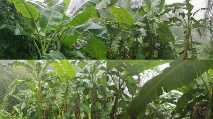 乡村大雨绿色植物芭蕉叶雨打芭蕉叶雨点雨滴