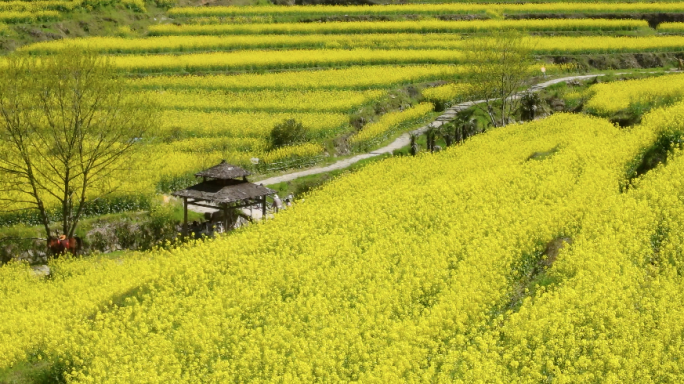 油菜花海梯田航拍3