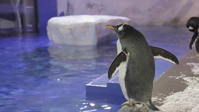 动物饲养员喂养企鹅企鹅馆