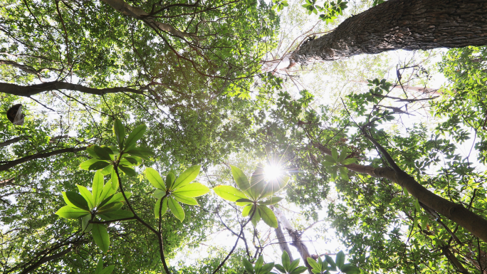 夏天唯美逆光森林树叶空镜头