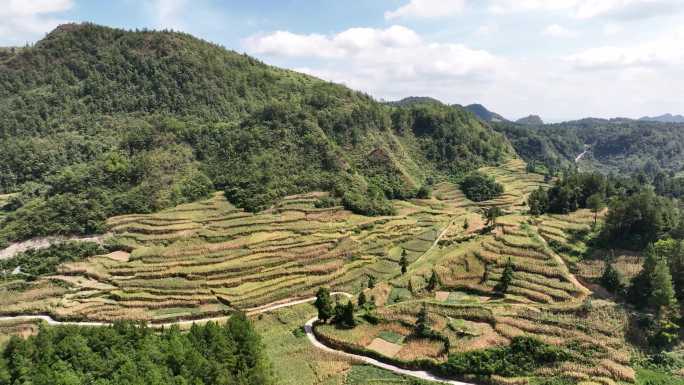 贵州仁怀茅台酒用高粱基地航拍