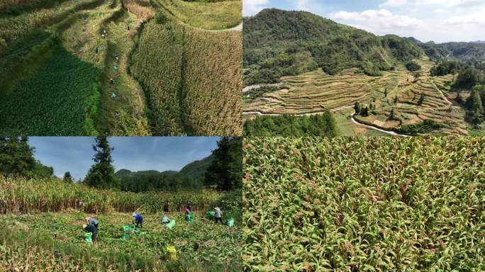 贵州仁怀茅台酒用高粱基地航拍