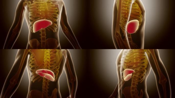 肝脏动画三维人体