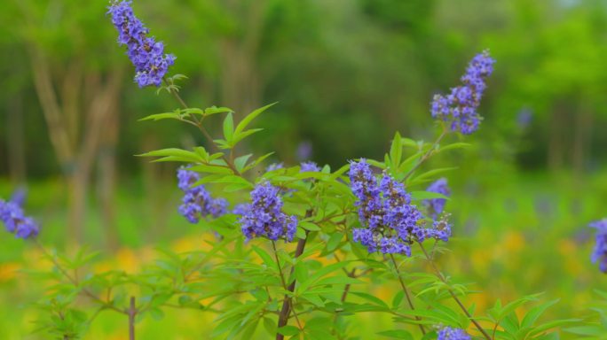 穗花牡荆