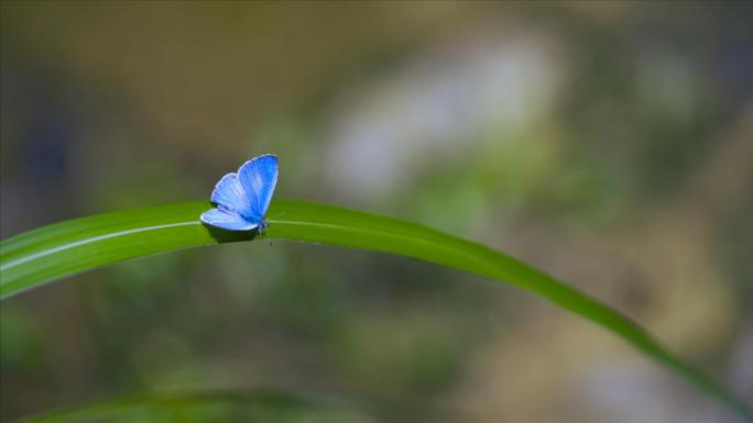 一群蝴蝶