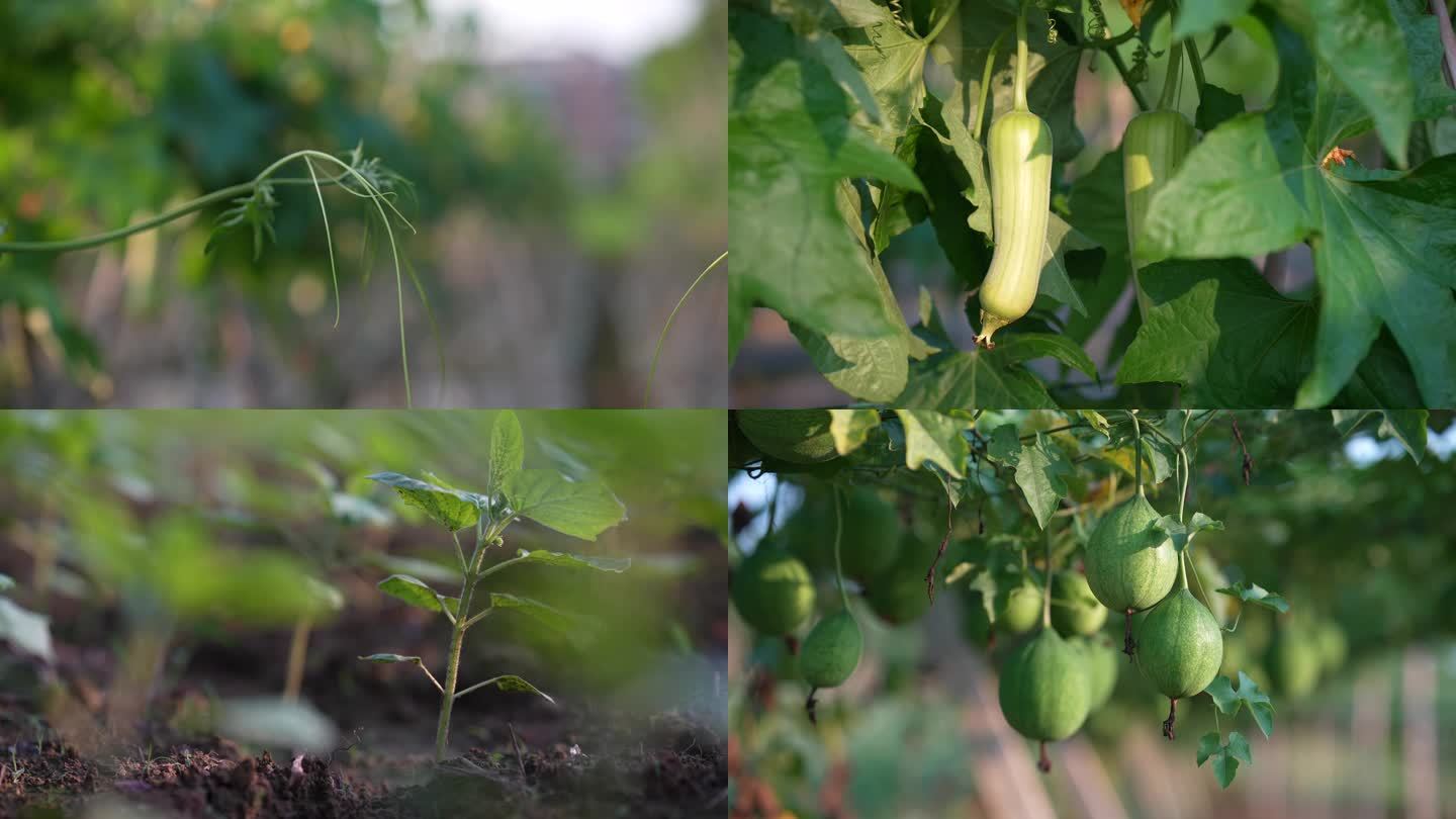 丝瓜瓜篓栝楼美丽乡村蔬菜种植有机基地4K