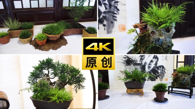 端午习俗菖蒲雅集