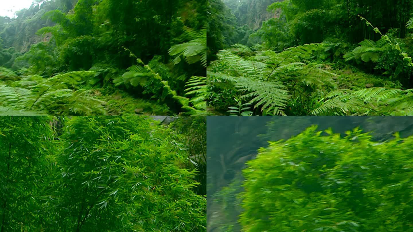 竹林 林间小路 风景 溪水