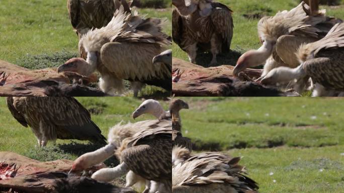 A1兀鹫吃腐肉、近景