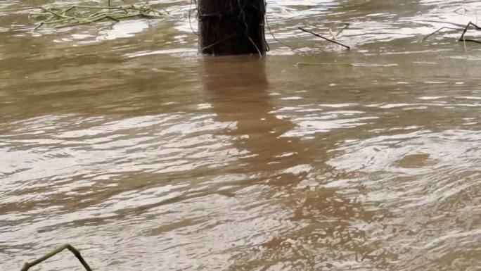 洪水浸野草暴雨后洪水淹没河水暴涨河水上涨