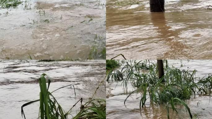 洪水浸野草暴雨后洪水淹没河水暴涨河水上涨