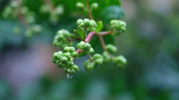 雨滴花蕾  下雨