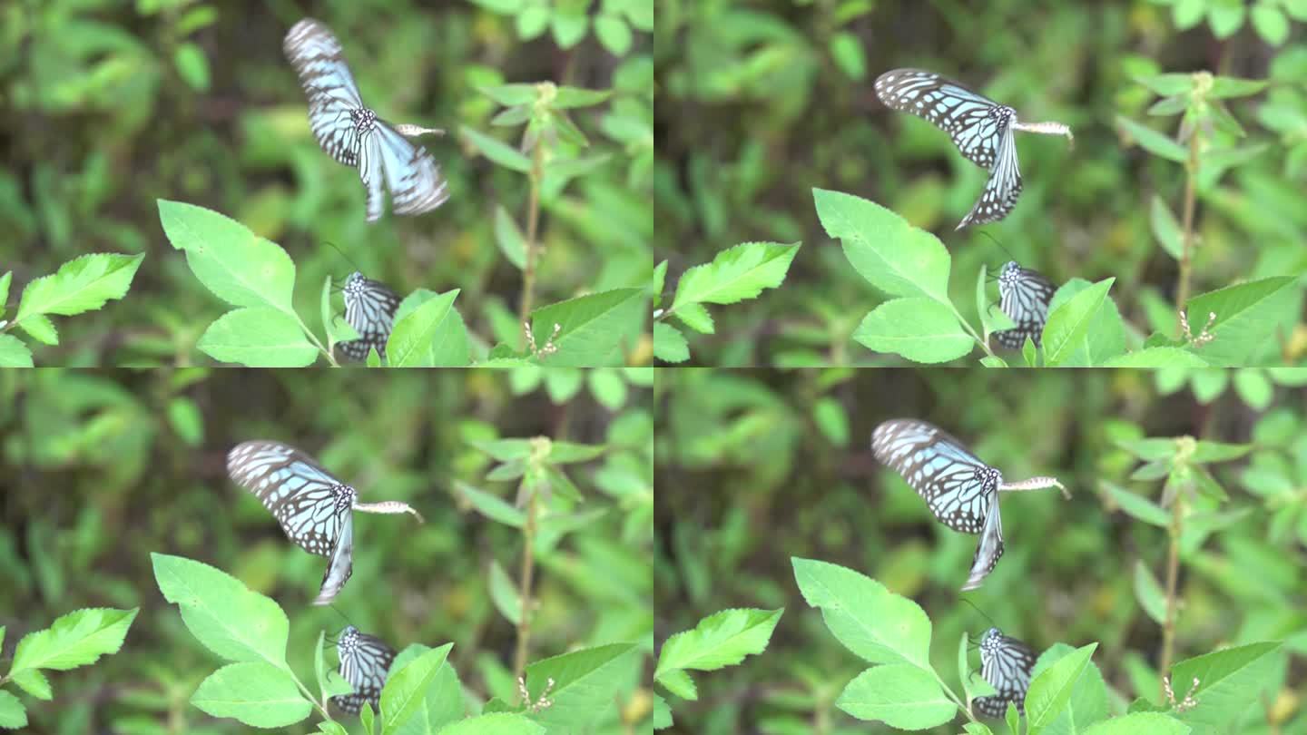 超大蝴蝶使劲扇动翅膀清晰展现翅膀工作原理
