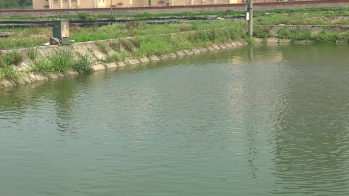 夏季鱼塘 水面 增氧机 饲料投喂机 水草