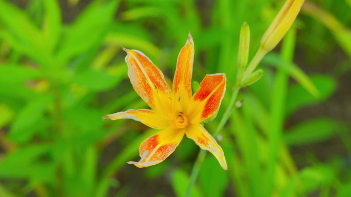 忘忧草黄花菜萱草