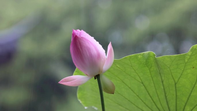 夏天雨荷花苞