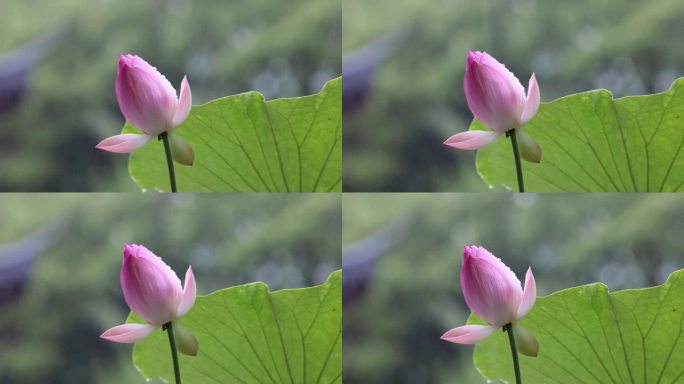 夏天雨荷花苞