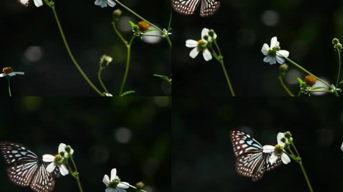 逆光清晰大蝴蝶缓慢飞离花蕊离开画3面