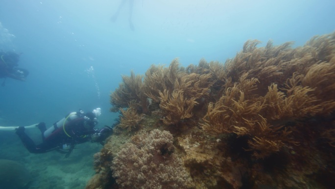 水下摄影师 潜入海底拍摄珊瑚