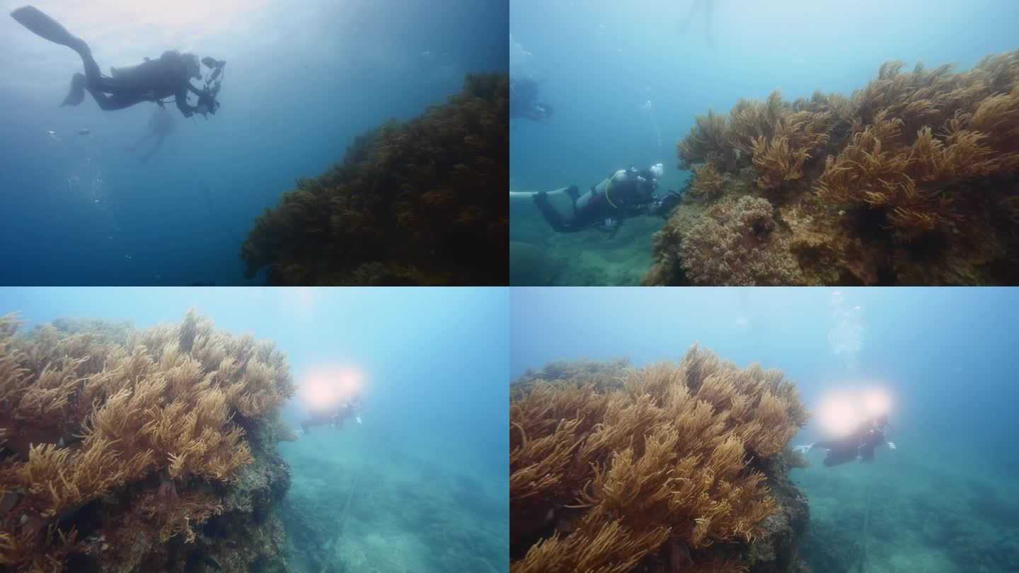 水下摄影师 潜入海底拍摄珊瑚