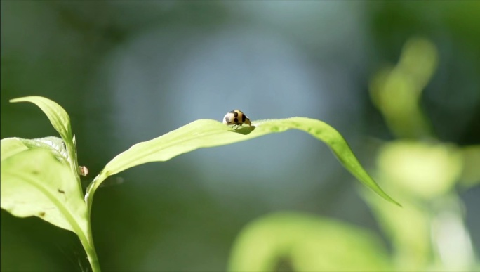 昆虫瓢虫蚂蚁蜜蜂清新花朵蜘蛛