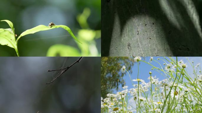 昆虫瓢虫蚂蚁蜜蜂清新花朵蜘蛛