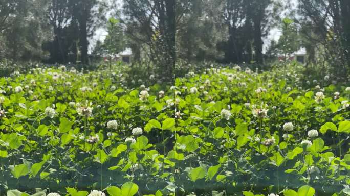 植物素材小白花