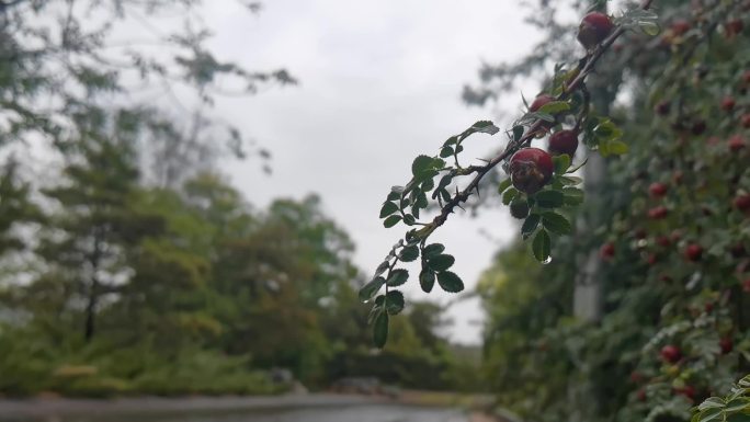 雨中树枝上的果实滴水