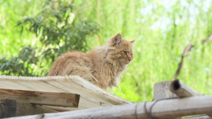 猫在屋顶休息睡觉打哈气