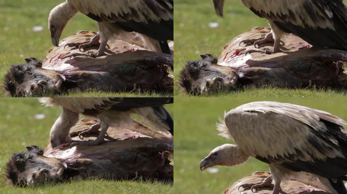 A1兀鹫啄食腐肉、留鸟、野生动物