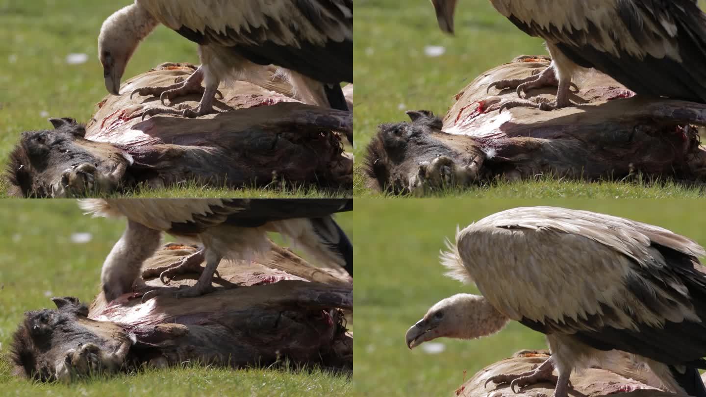 A1兀鹫啄食腐肉、留鸟、野生动物