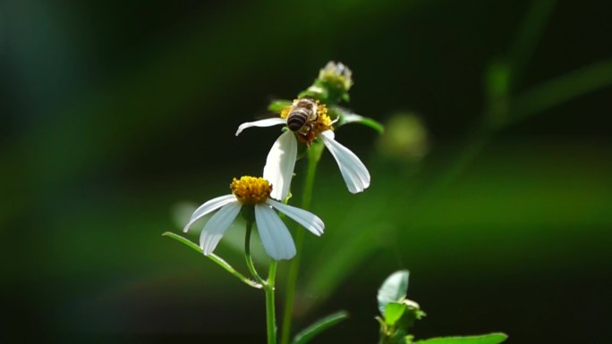 小蜜蜂在两朵山花之间飞行慢镜头