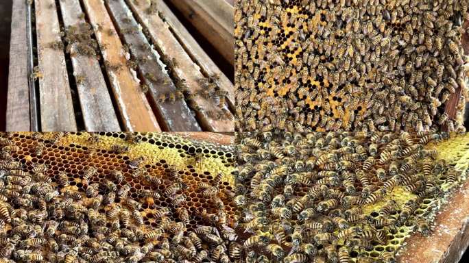乡村养蜂蜜蜂蜂巢采蜜4K
