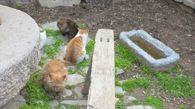 猫在院子聚集吃草老城区民宿