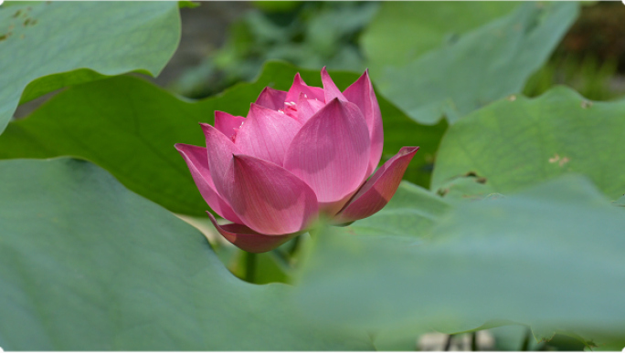 荷花视频素材