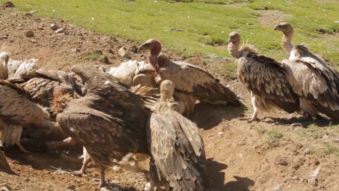 A1高山兀鹫争抢腐肉、野生动物