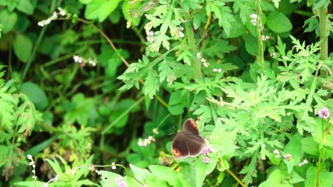 奇特大眼睛蝴蝶在山中缓慢飞行慢镜头