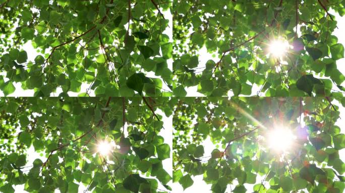 夏天唯美阳光穿过树叶