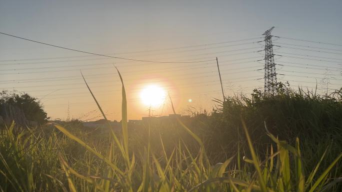 4K高清夕阳逆光下的芦苇草随风摇摆